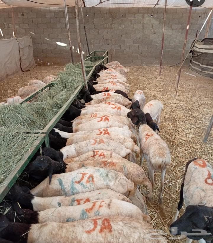 شقة  في المحجر